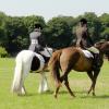Area Dressage (5)