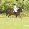 Area Dressage