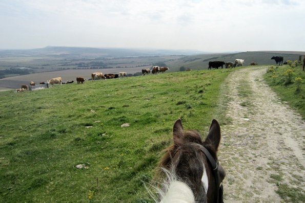 Lance Kingston Ridge