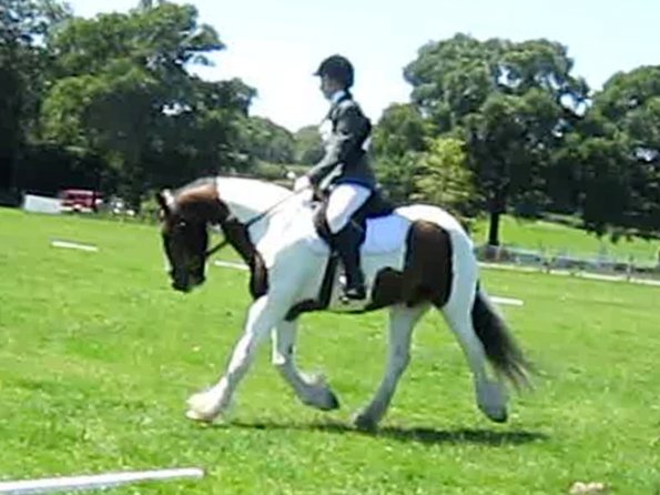 Lance dressage (12)