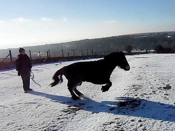 Appley video canter (3)