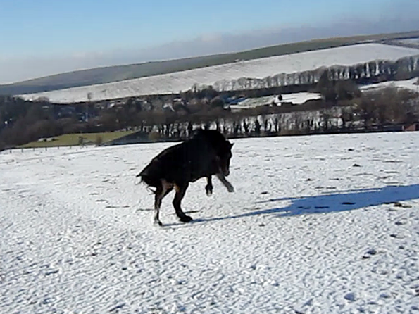 Appley video canter (4)