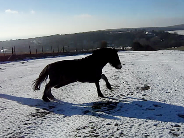Appley video canter (5)