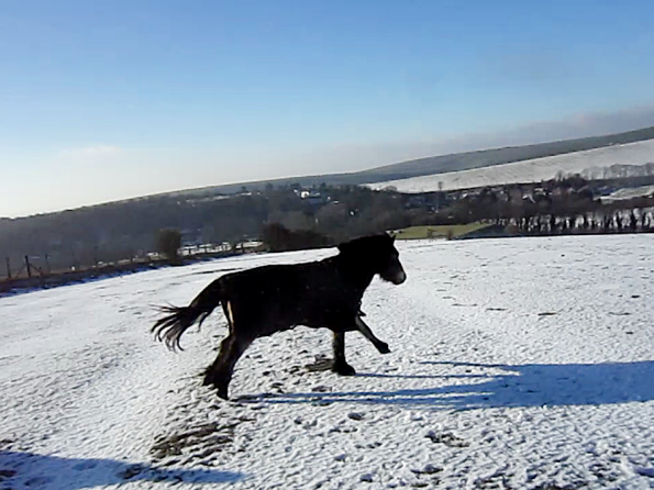 Appley video canter (6)