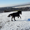 Appley video canter (7)