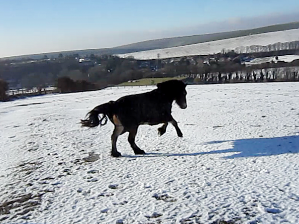 Appley video canter (7)