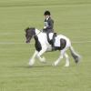 Canter comp Dressage