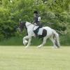 Dressage left canter