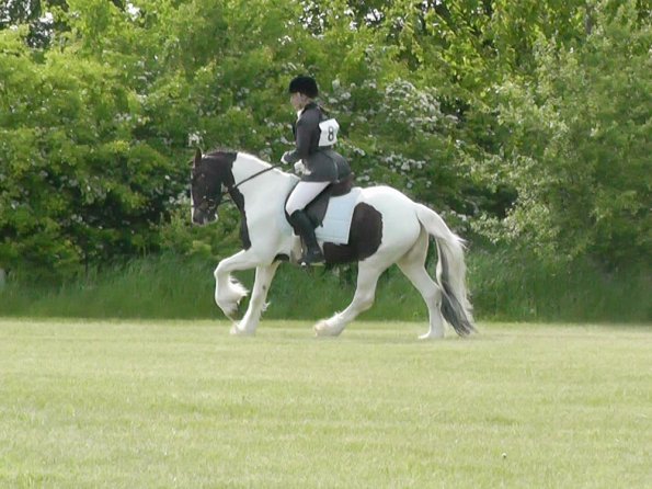 Dressage left canter