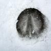 Hoofprint
