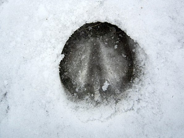 Hoofprint