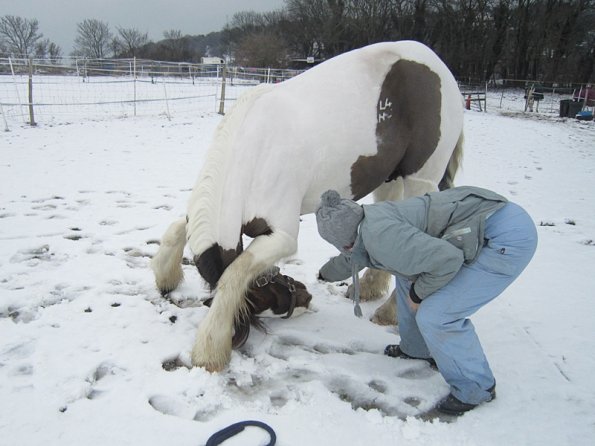 Practising bowing (6)
