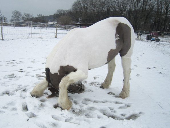 Practising bowing (9)