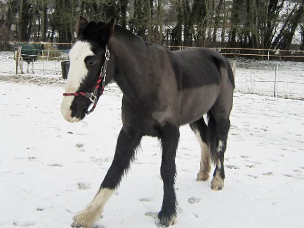 Teaching Jess to bow (6)