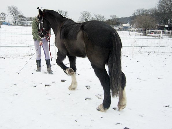 Teaching Jess to bow (7)