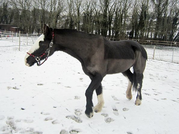 Teaching Jess to bow (8)