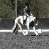 Prelim 14 Dressage (2)