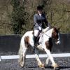 Pro Dressage (2)