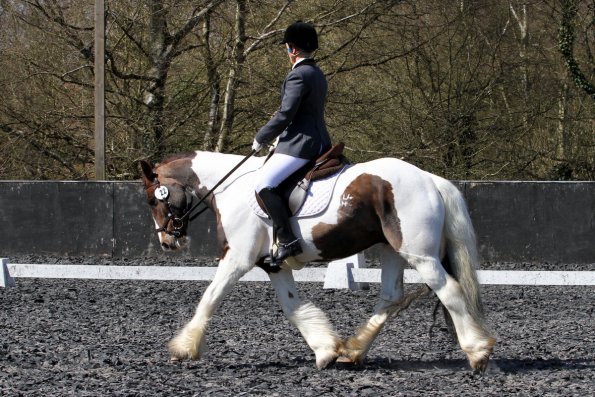 Pro Dressage (3)