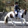 Pro Dressage (4)