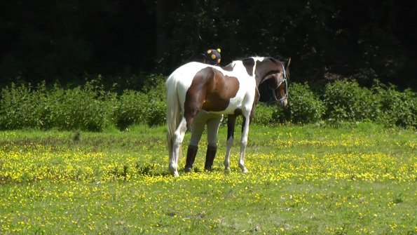 06-08-2013_112629(2)