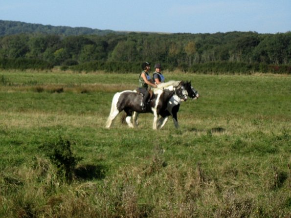Charlie and Teddy cobs (2)