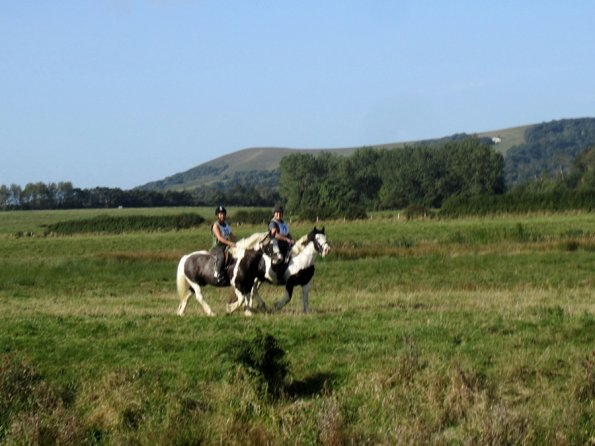 Charlie and Teddy cobs