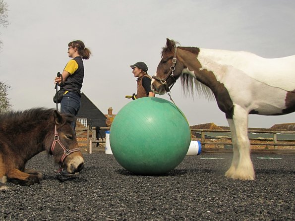 Exhausted ponies (10)