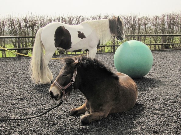 Exhausted ponies (3)