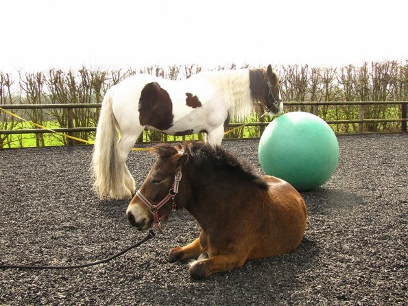 Exhausted ponies (4)