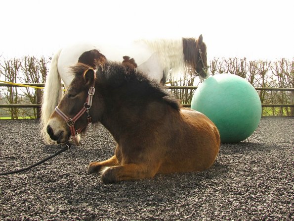 Exhausted ponies (5)