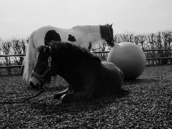 Exhausted ponies (6)