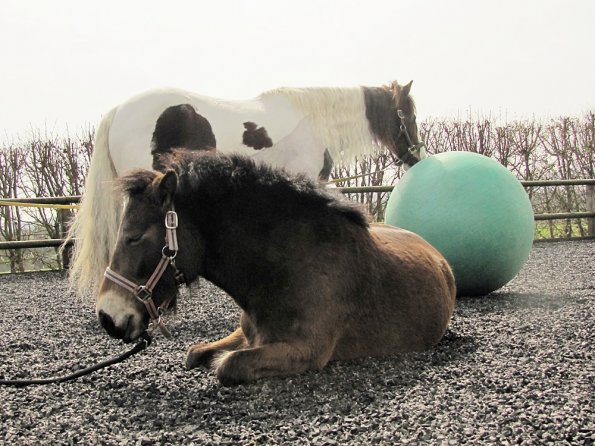 Exhausted ponies (7)