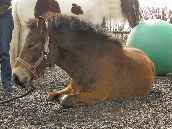 Exhausted ponies (8)