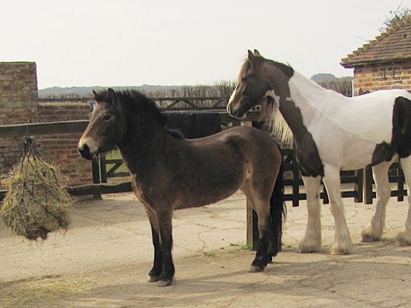 Lance and Appley concrete paddock (3)