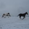 Lance and Jessie running in the snow (2)