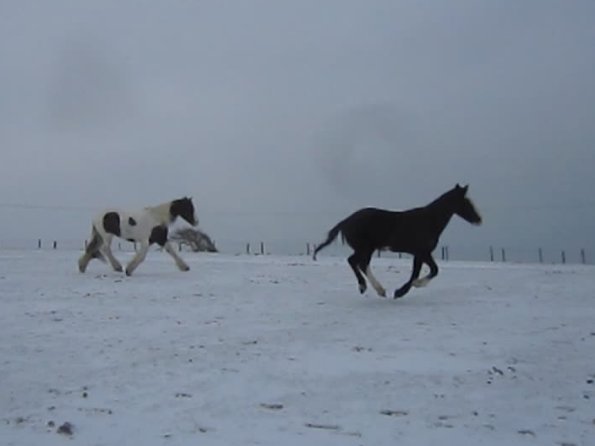 Lance and Jessie running in the snow (2)
