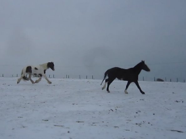Lance and Jessie running in the snow (3)
