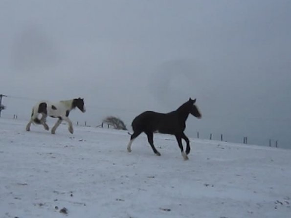 Lance and Jessie running in the snow