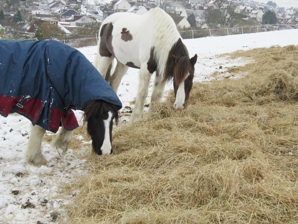Lance and Reggie carpet of hay