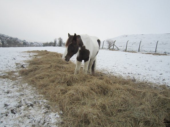 Lance carpet of hay