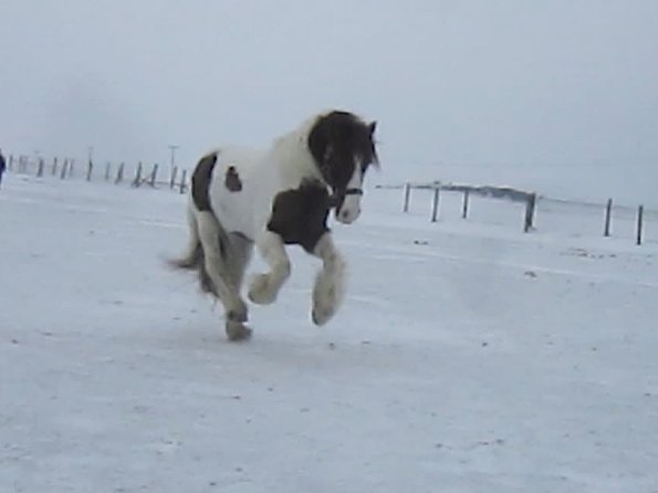 Lance playing in the snow (10)