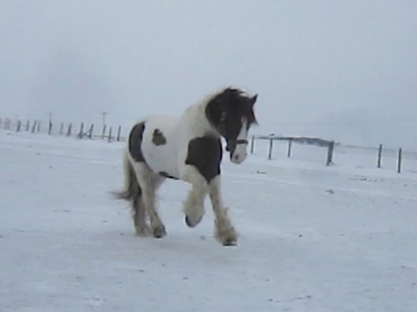 Lance playing in the snow (11)