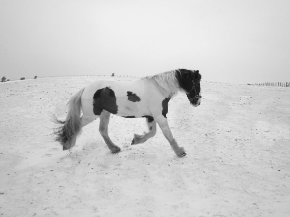 Lance playing in the snow (2)