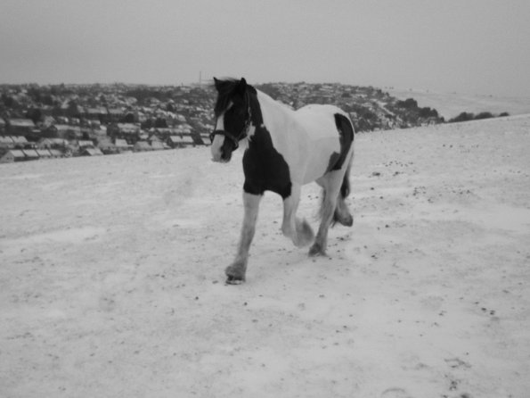 Lance playing in the snow (3)