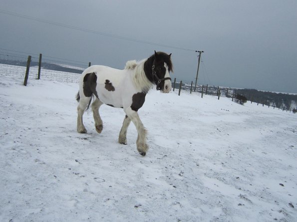 Lance playing in the snow (4)