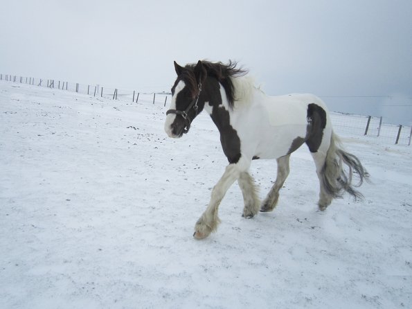 Lance playing in the snow (5)