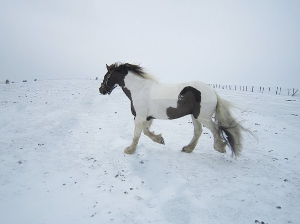 Lance playing in the snow (6)