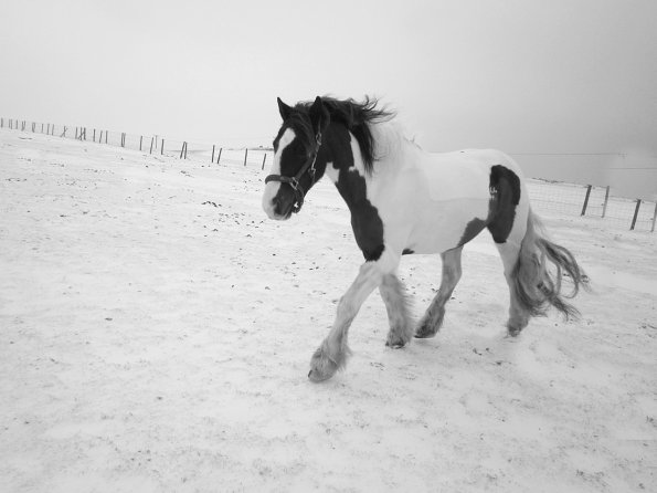 Lance playing in the snow (7)