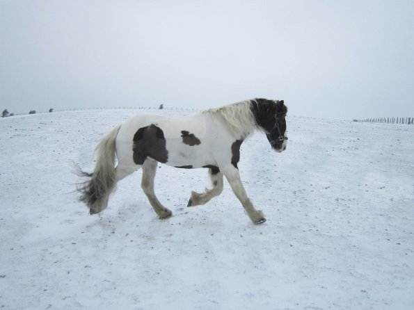 Lance playing in the snow (8)